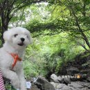 감나무골농장 | 지리산 뱀사골계곡 백숙 맛집 펜션 추천 감나무골 펜션
