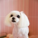 엔젤펫애견샵 이미지