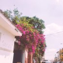 아지매민박 | 콜롬비아 칼리에서 이피알레스, 칼리 마지막날