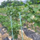 심지농장 이미지