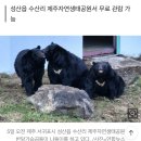 저희 보러 오세요…'제주 이주' 성공 반달가슴곰 곧 공개 이미지