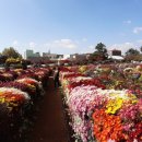 국화황토공원 이미지