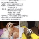 광주 첨단여시들꼭봐줘 우리두리 한번만 더 봐줘 삼십분전에 첨단2지구에서 양산동가는쪽 스벅앞에서 목격됫대 이미지