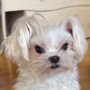 냥냥이네 이미지