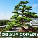 소나무디자인 이미지