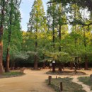 진안고원치유의숲 이미지