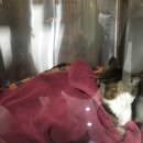 닥터표동물병원 이미지