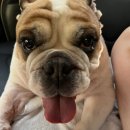 토르스테이 이미지