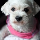 멍멍냐옹 이미지