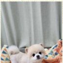 키티앤퍼피 이미지