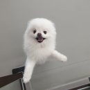 루앤멍 | 일산애견유치원 루앤멍 등원 2개월차 후기♡̈