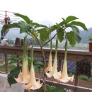 천사꽃펜션 이미지