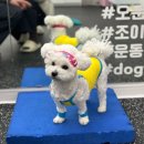 빼로독 강아지 안양평촌점 | [독피트니스센터] 안양/평촌 강아지 슬개골탈구고민 원데이클래스 후기 ㅣ 조이핏