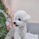 웰니스 펫 미용실 이미지