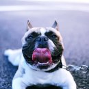 로얄동물암치료센터 이미지