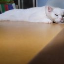 동물병원 누리에뜰 이미지