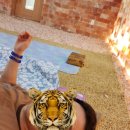 유황원스타 이미지