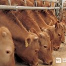 강화축산 이미지