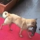 온 동물병원 이미지