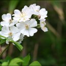 이쁘지요 이미지