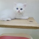 Premium 먼치킨 이미지