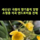 새신상! 극황의 향기홀릭 앙팡 소형종 석곡 덴드로비움 전체 #shorts 이미지