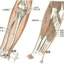 [通里穴][통리혈] 이미지