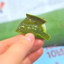 삼영화장품 | 당일수확 무농약생알로에 추천 피부진정에 좋은 삼영알로에 활용법