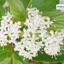 에버그린방역