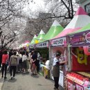 (주)이에스팜 | 안가면 섭섭한 진해 군항제 첫날 후기 / 벚꽃 실시간 개화상태 / 여좌천 로망스다리