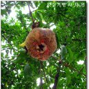 풍성육개장 이미지