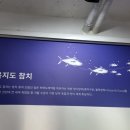 욕지도요참치
