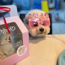 지연이네 강아지 고양이 수제간식 | [인천강아지케이크]강아지,고양이 입체케이크 전문점 댕파티셰,강아지 수제간식 원데이 클래스
