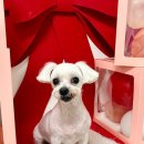 이쁘개귀엽개 이미지