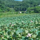 여름철,양평 사나사 계곡 물놀이 이미지