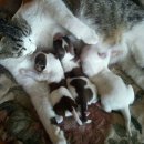 강쥐세상 이미지