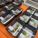 케이지모빌리티 김포서비스프라자 | 인천 검단 쾌적한 파충류샵 "크레리즘" (검단아라점)