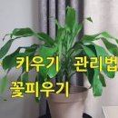 행운목 흙 관리 행운목 꽃말 분갈이 키우기 방법 이미지