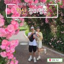 장미어린이공원 화장실 | 전북 익산 배산체육공원_만개한 색색의 장미터널 도심 속 힐링 명소