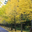 은행나무집앞 이미지