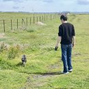 제주 야자원 | 강아지와 제주도여행 둘째날( 야자원,미평해장국, 물썹카페, 와일드오차드)