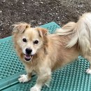 강아지마을 이미지