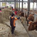 용인목장 이미지