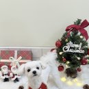 발렌티몽 이미지