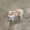 대흥6길 11, (교현동) | 대흥역 경의선숲길 카페 추천 유기견 강아지 포인핸드 홍대 후기 웨이팅