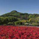 영인산 수목원 산마루 화장실 | 영인산 초보등산 철쭉축제 4봉코스 완봉