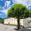 나무이야기 이미지