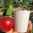 꼬마꼬꼬 이미지