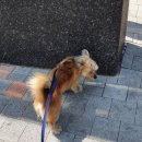 댕댕쌀롱 이미지