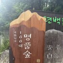 편백자연휴양림 이미지